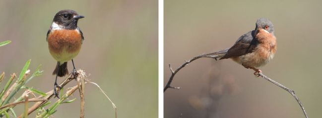 Bramborníček černohlavý (vlevo) a samec pěnice vousaté jsou zástupci drobných pěvců, kteří rádi zpívají i v letu. Foto. Tomáš Albrecht.